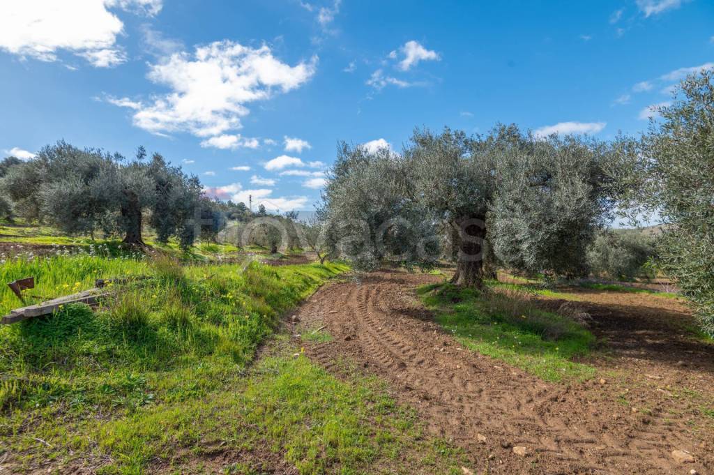 immagine annuncio 5 di 7