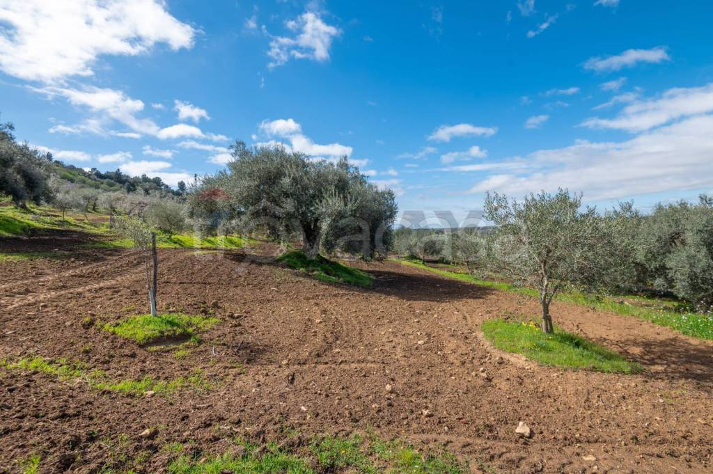 immagine annuncio 6 di 7