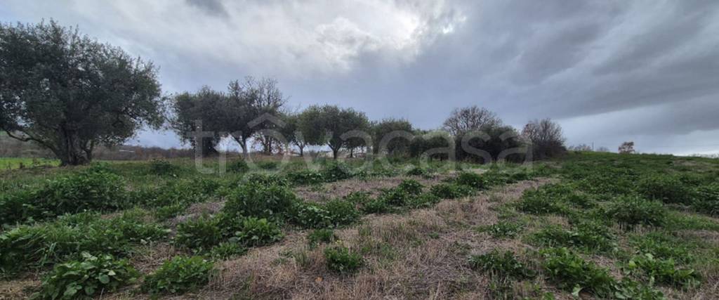 immagine annuncio 2 di 12