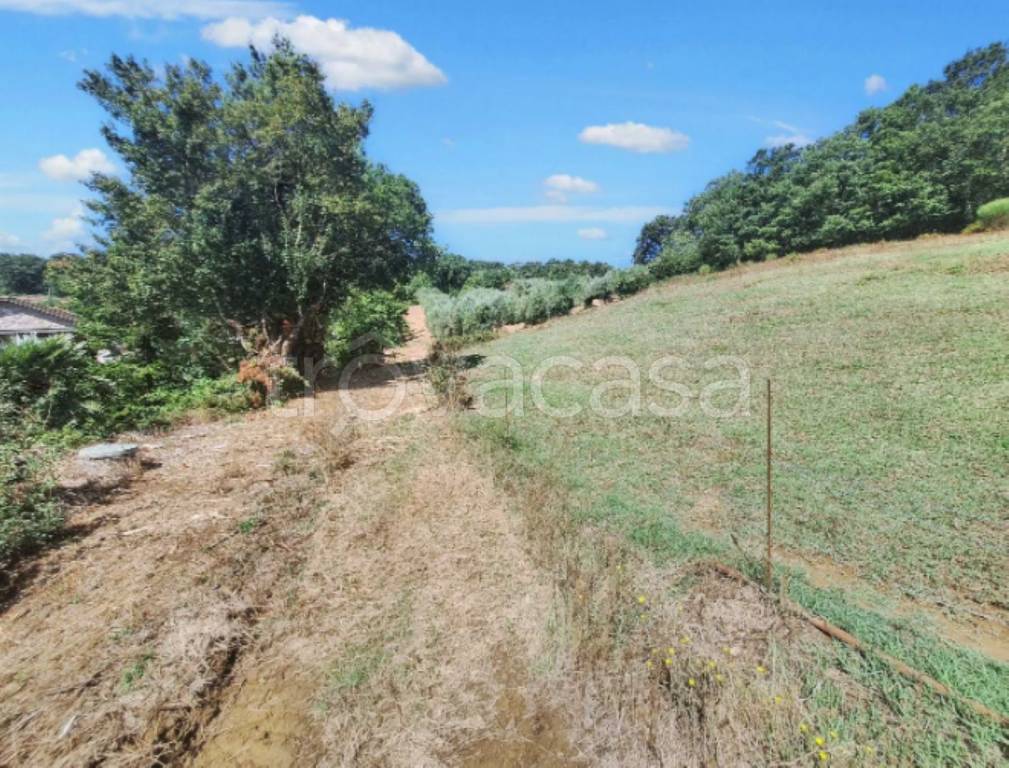 immagine annuncio 6 di 12