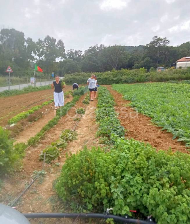 immagine annuncio 11 di 13