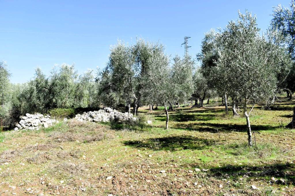 immagine annuncio 2 di 4