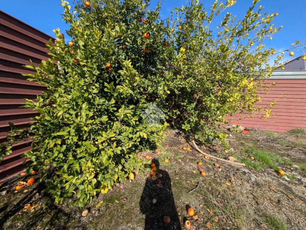 immagine annuncio 11 di 13