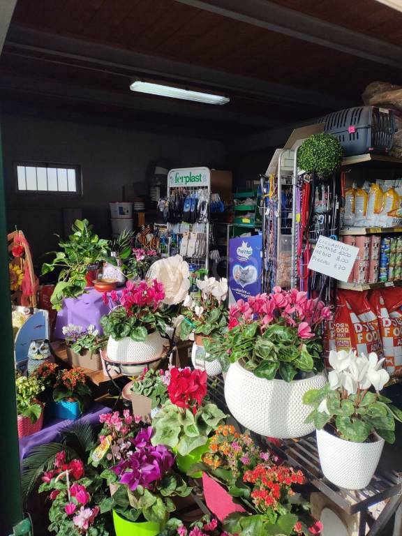 immagine annuncio 7 di 9