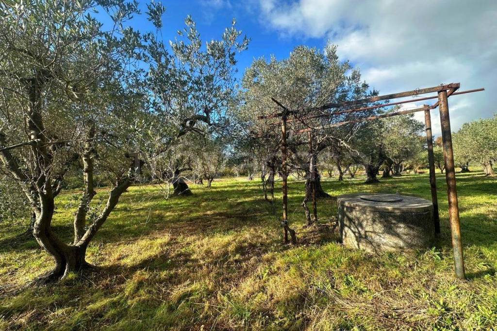 immagine annuncio 1 di 6