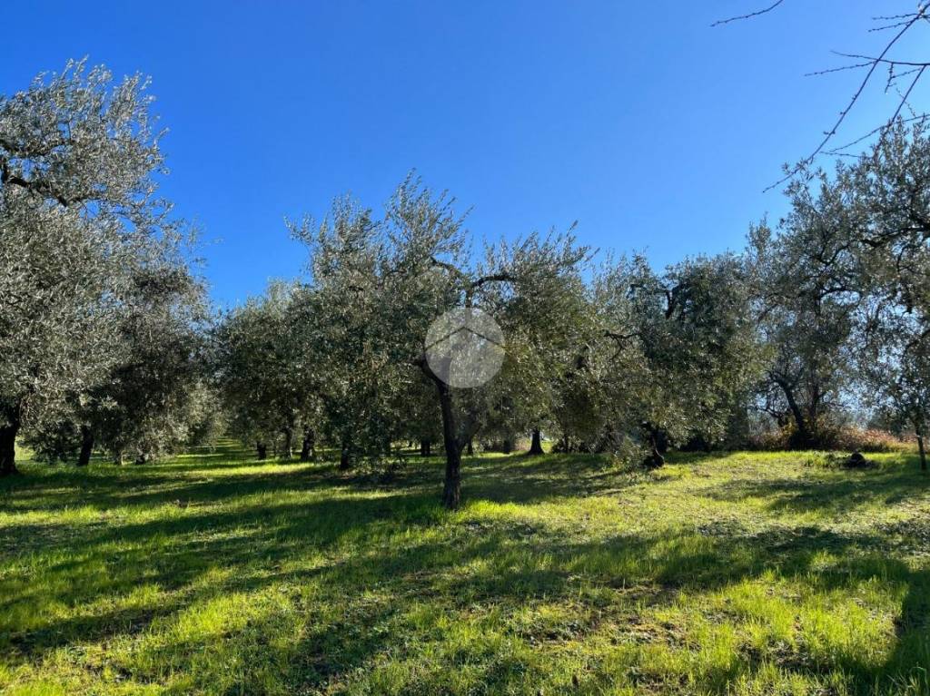 immagine annuncio 5 di 13