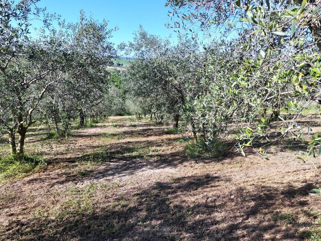 immagine annuncio 5 di 12