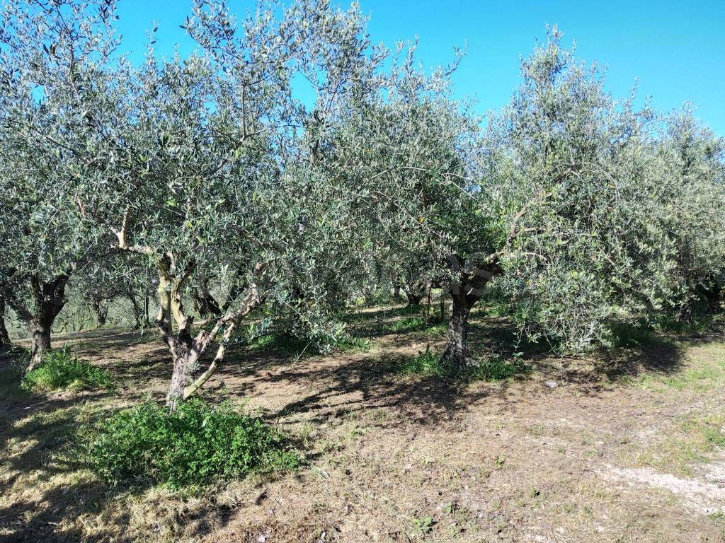 immagine annuncio 6 di 12