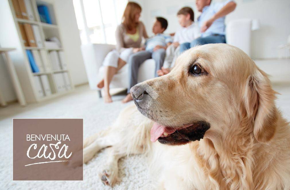 immagine annuncio 12 di 14