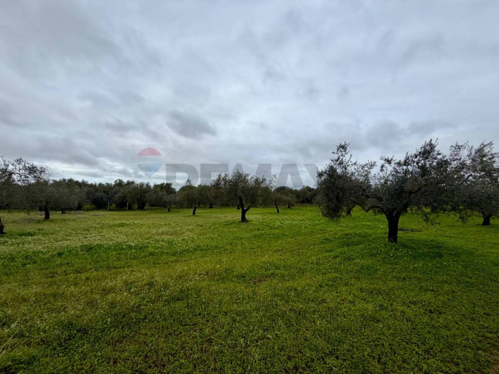 immagine annuncio 10 di 14