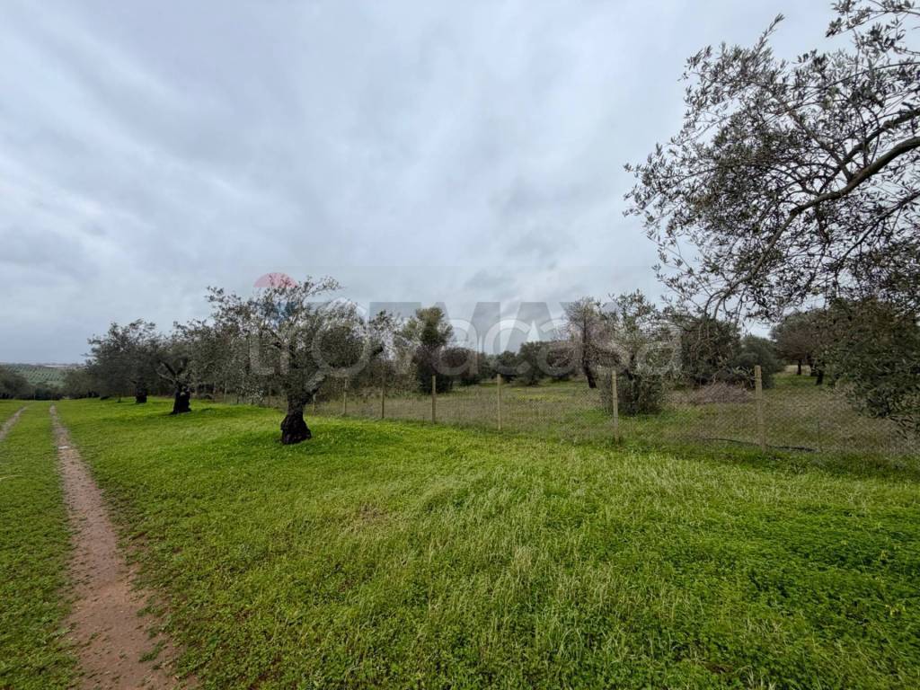 immagine annuncio 11 di 14