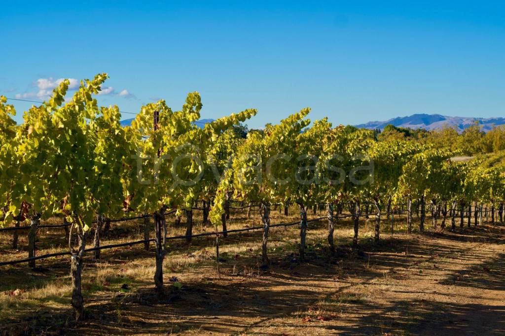 immagine annuncio 4 di 7