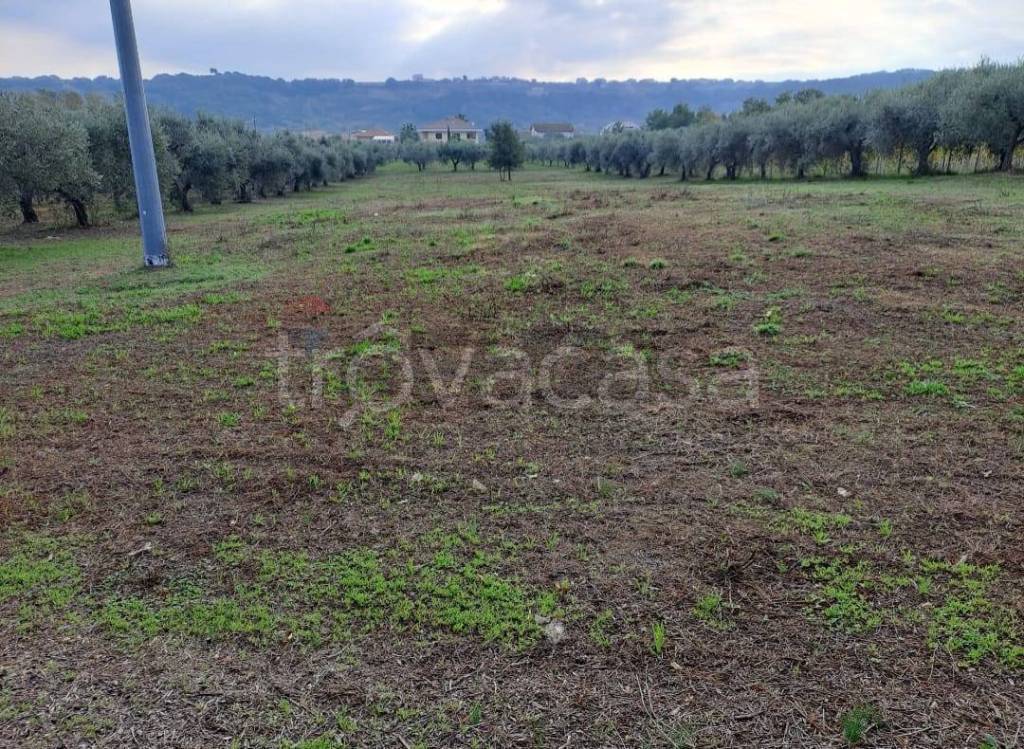 immagine annuncio 5 di 12