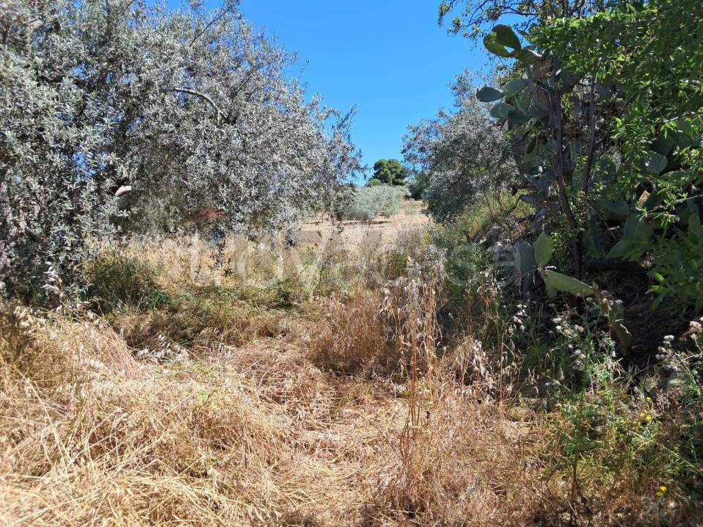 immagine annuncio 4 di 14