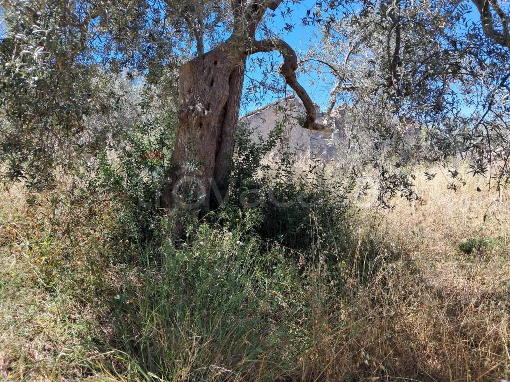 immagine annuncio 5 di 14