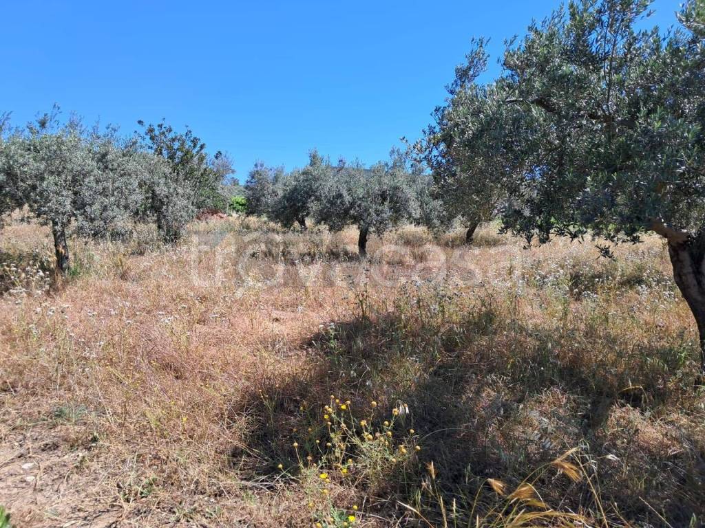 immagine annuncio 10 di 14