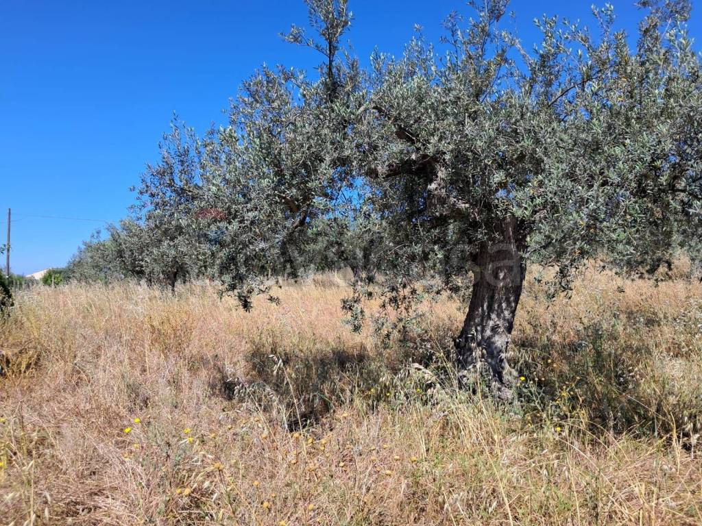 immagine annuncio 11 di 14