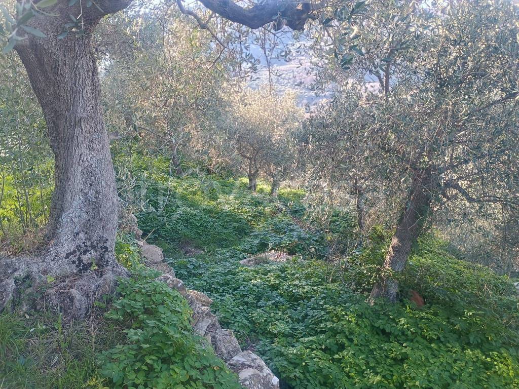 immagine annuncio 7 di 11