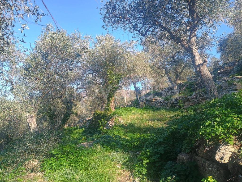 immagine annuncio 8 di 11