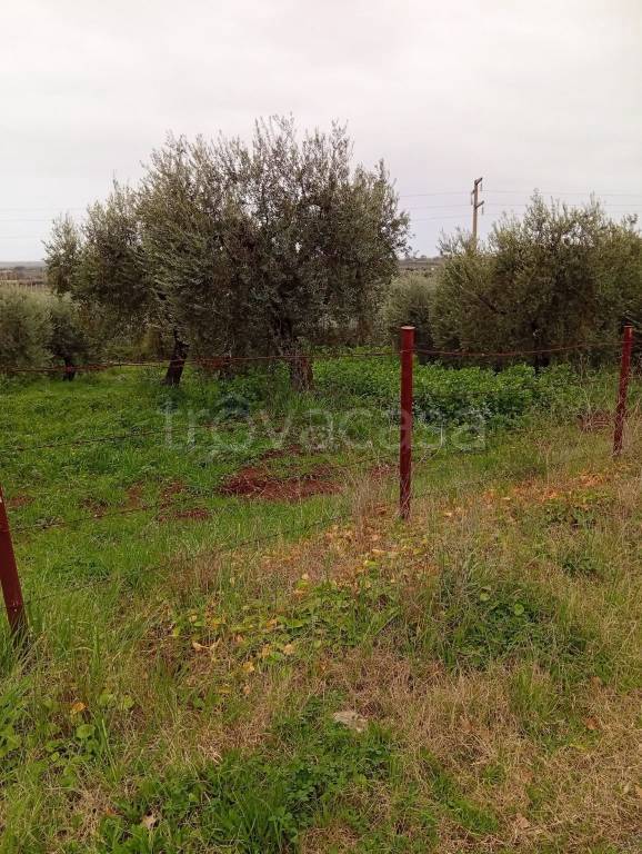 immagine annuncio 1 di 6