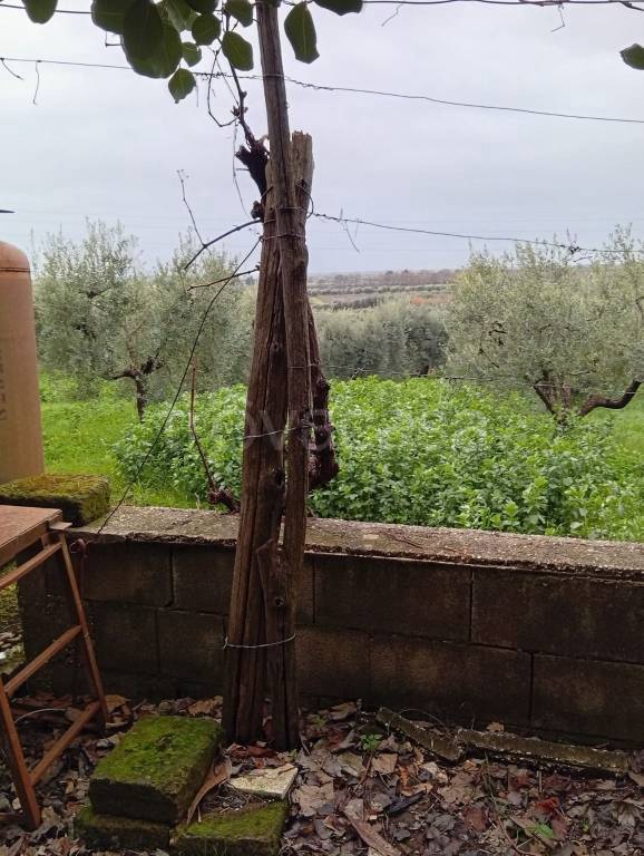 immagine annuncio 2 di 6