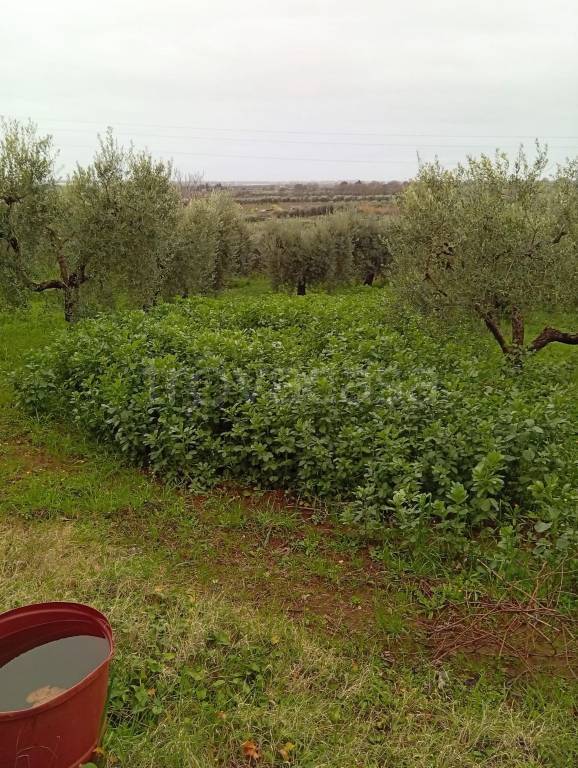 immagine annuncio 5 di 6