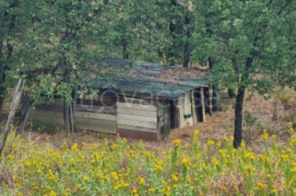 immagine annuncio 10 di 12