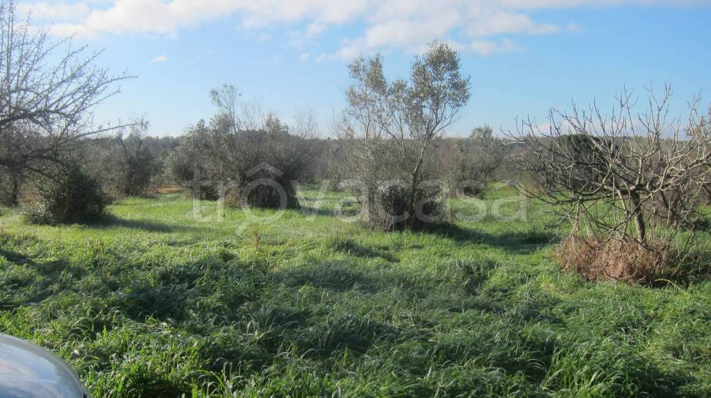 immagine annuncio 2 di 11