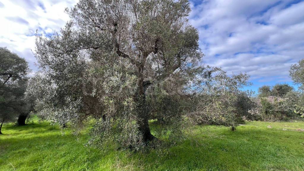 immagine annuncio 3 di 11