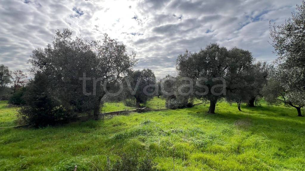 immagine annuncio 4 di 11