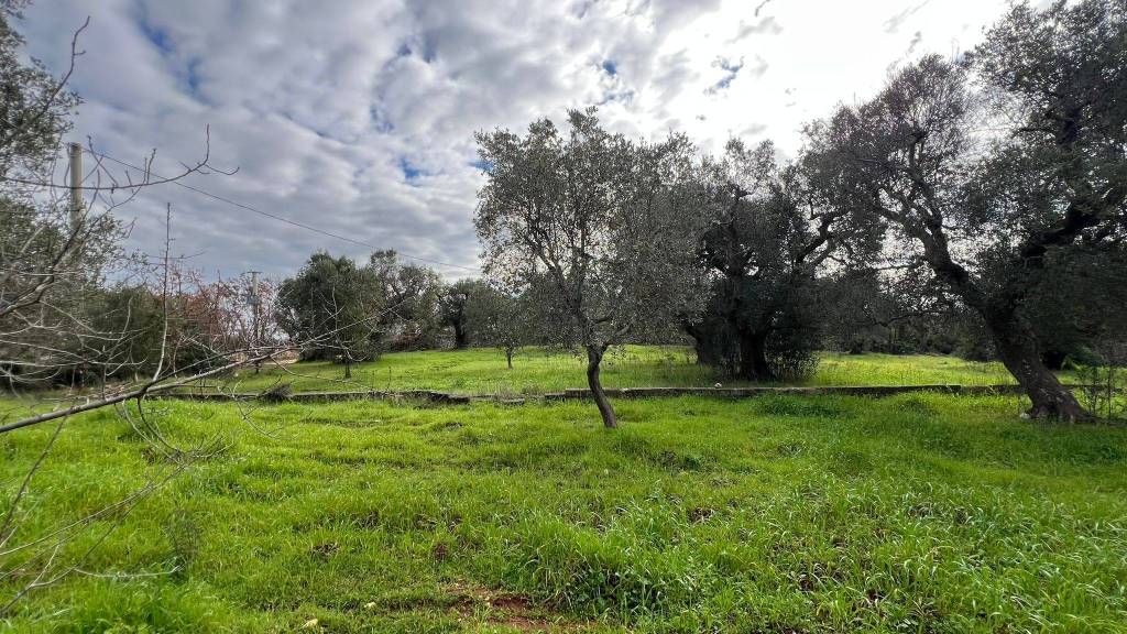 immagine annuncio 6 di 11