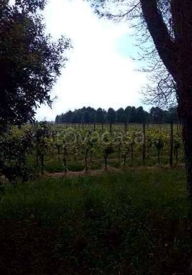 immagine annuncio 4 di 12