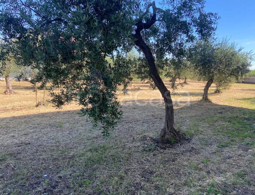 immagine annuncio 3 di 4