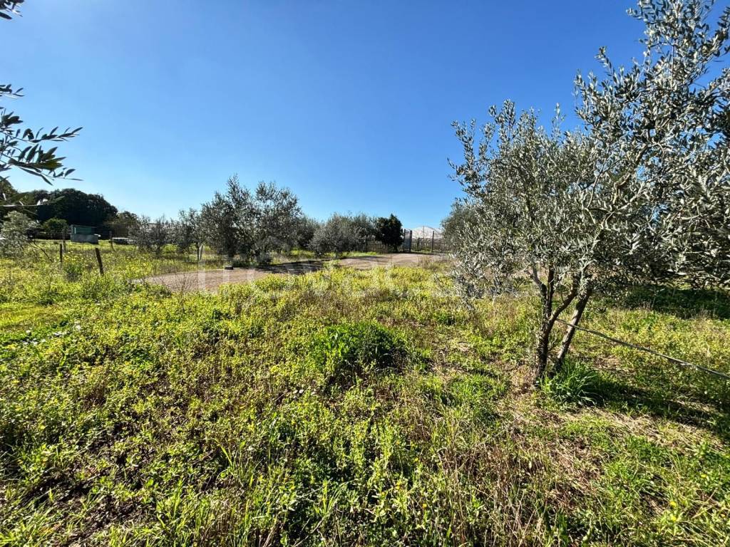 immagine annuncio 3 di 8