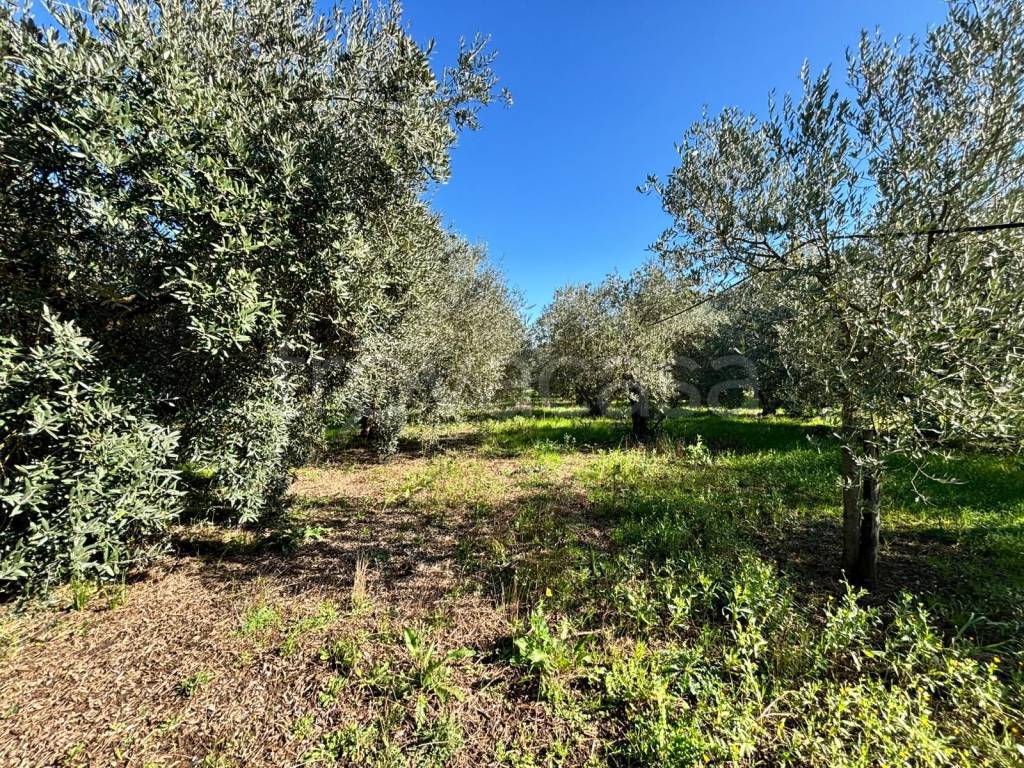 immagine annuncio 4 di 8