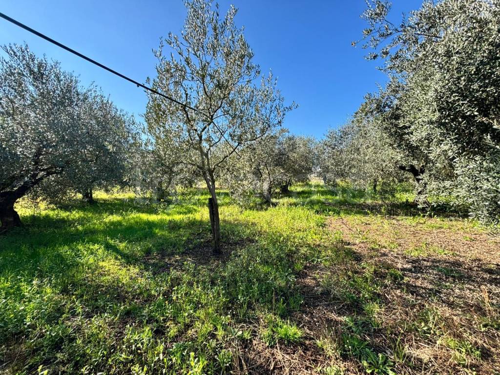 immagine annuncio 5 di 8