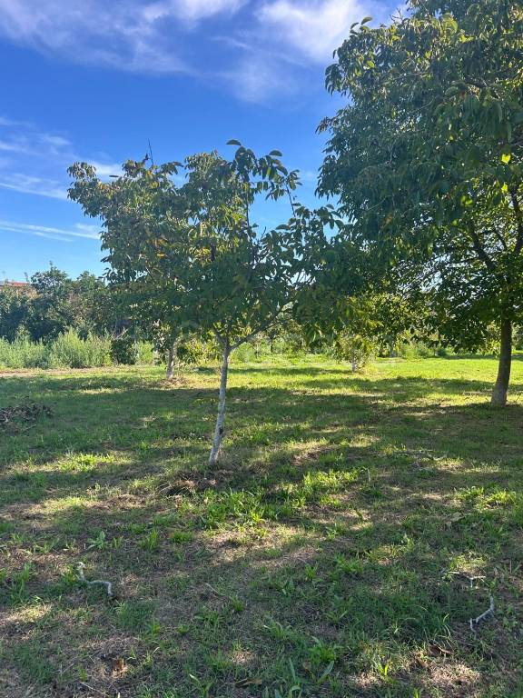 immagine annuncio 7 di 12