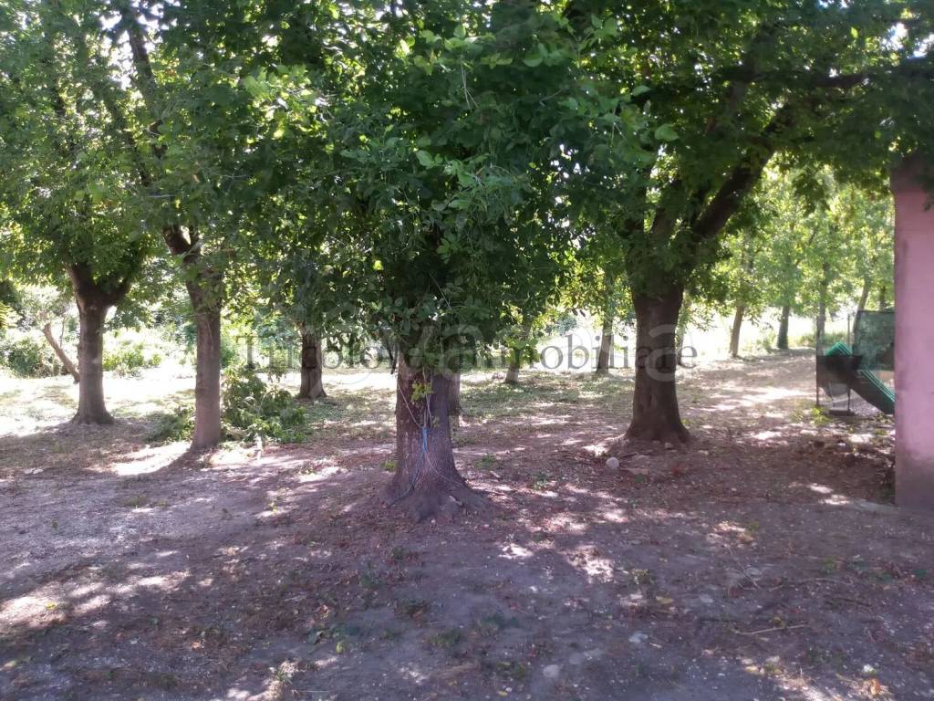 immagine annuncio 7 di 11