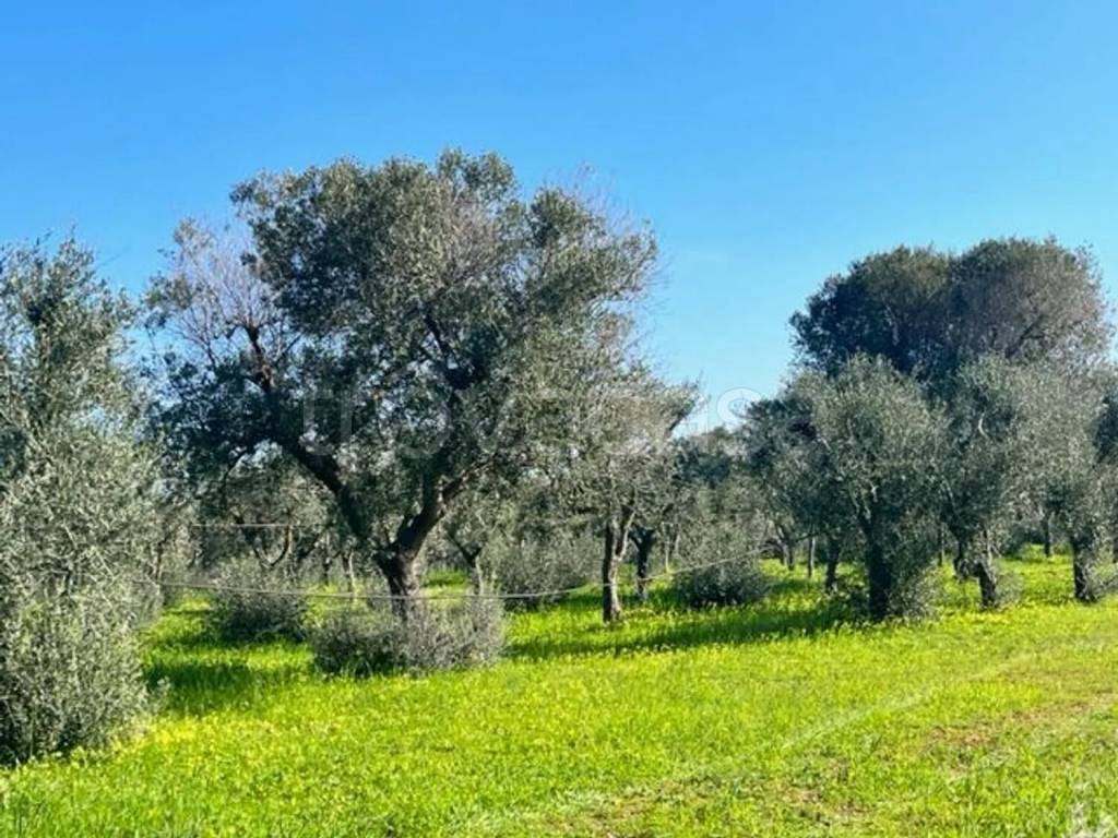 immagine annuncio 1 di 8