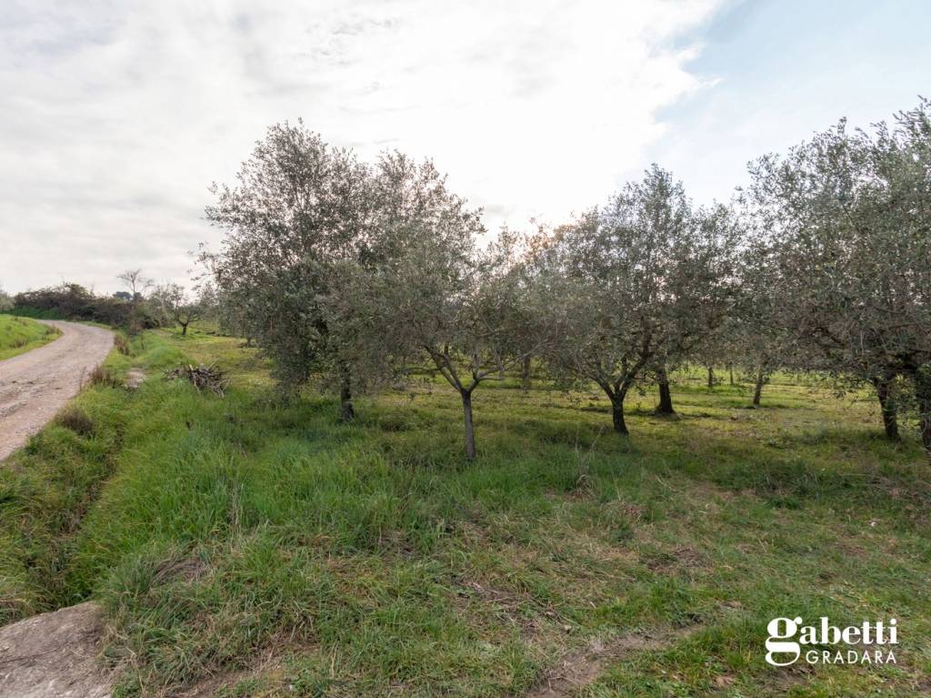 immagine annuncio 9 di 14