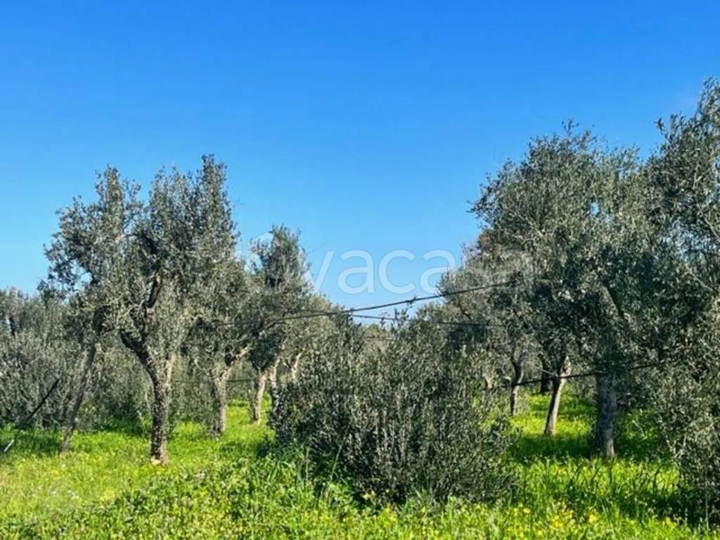 immagine annuncio 2 di 8