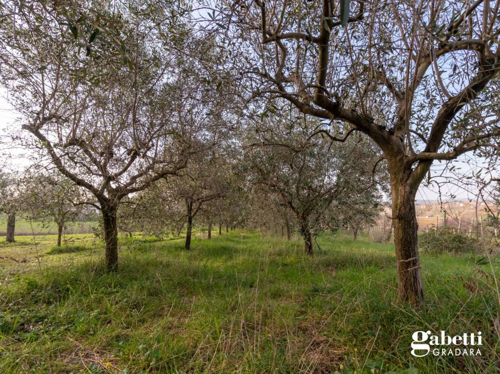 immagine annuncio 11 di 14