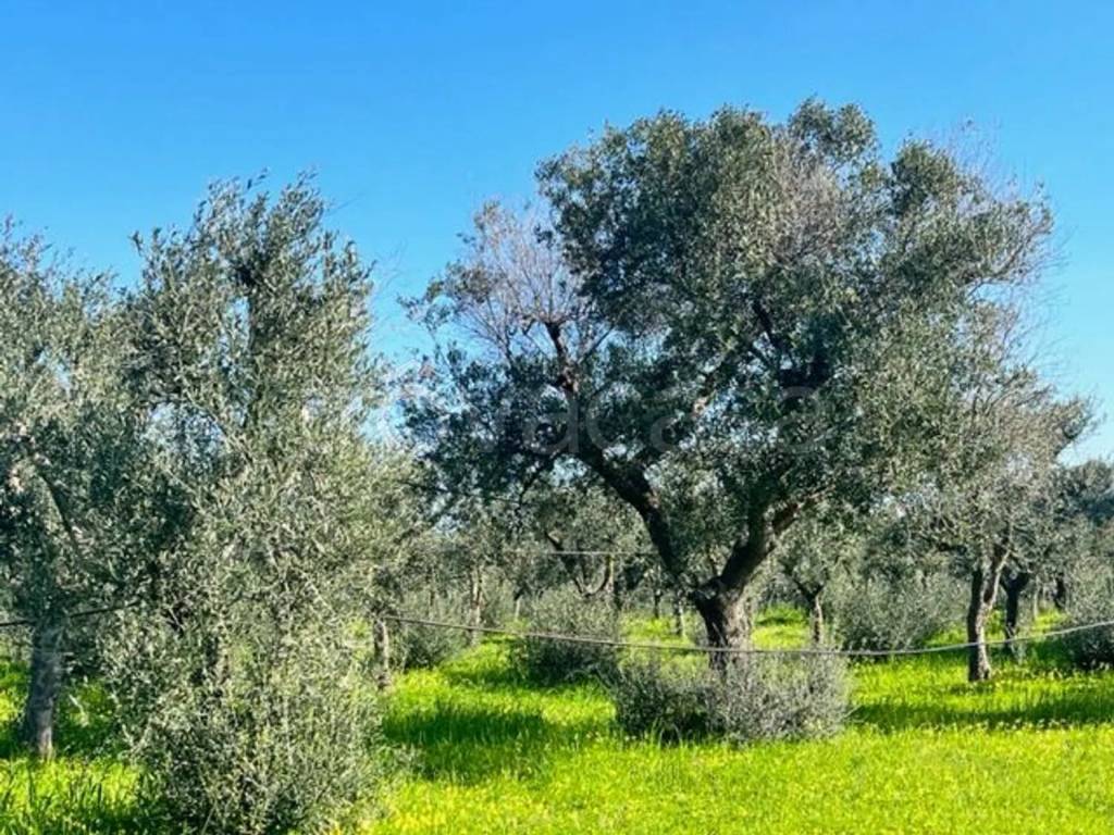 immagine annuncio 3 di 8