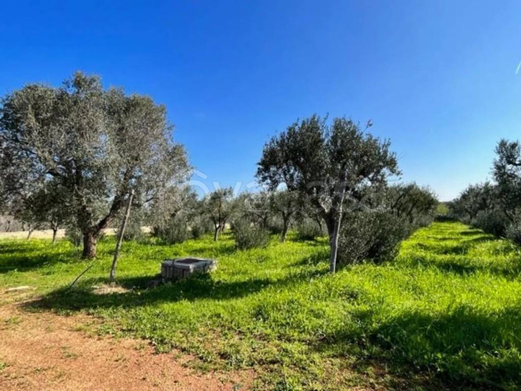 immagine annuncio 4 di 8