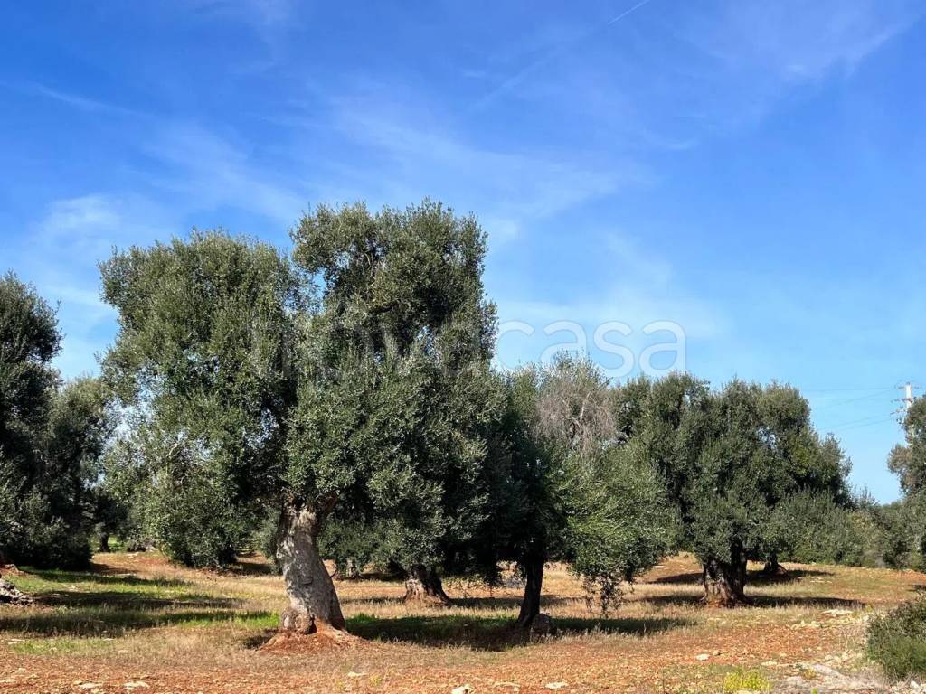 immagine annuncio 1 di 8