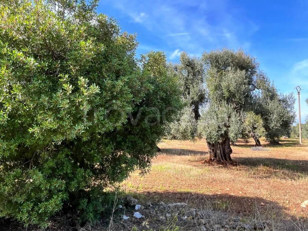 immagine annuncio 2 di 8