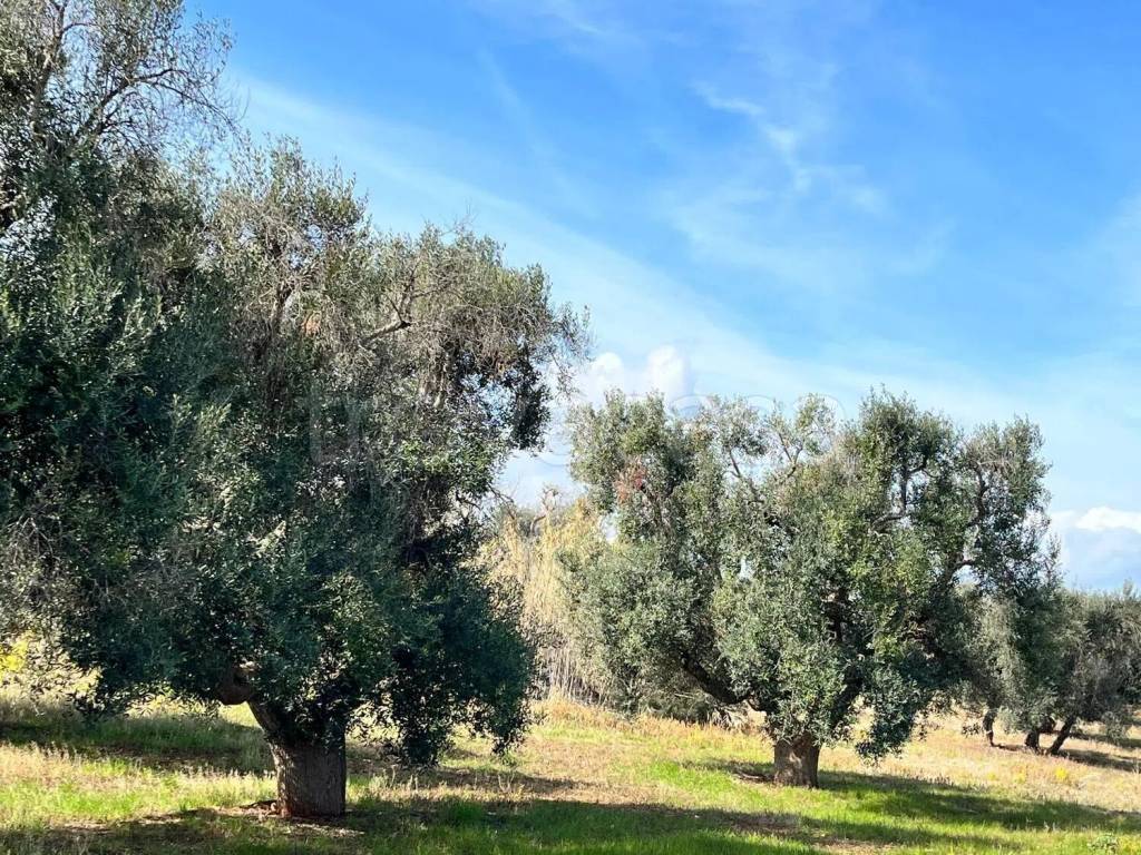 immagine annuncio 5 di 8