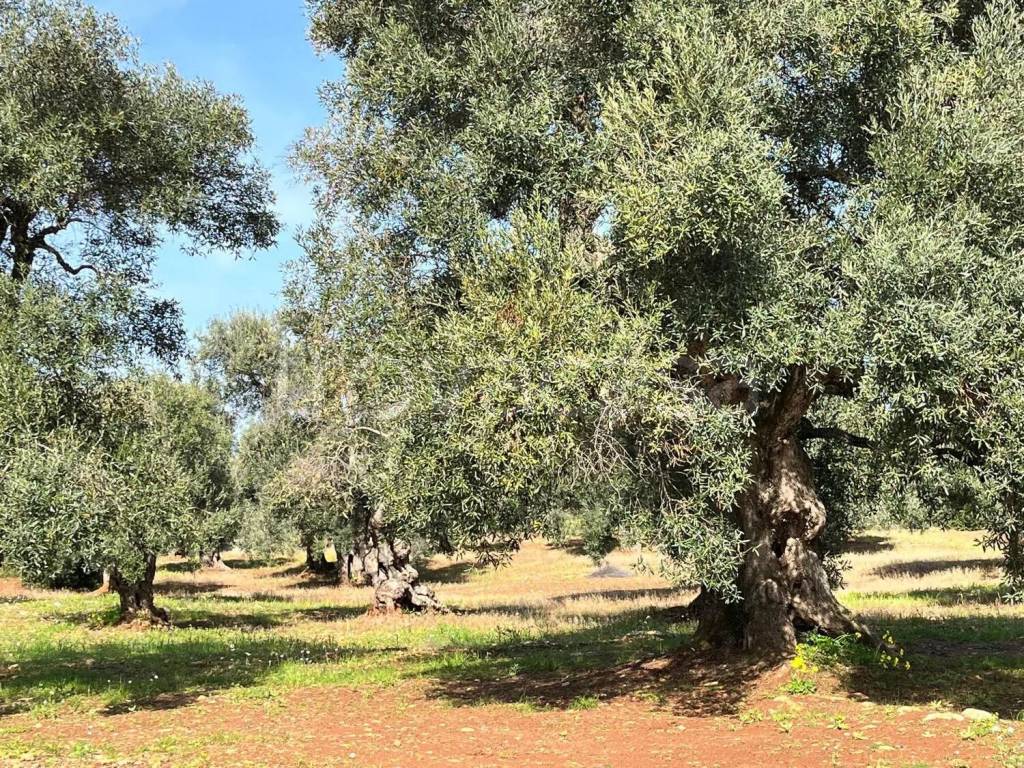 immagine annuncio 6 di 8