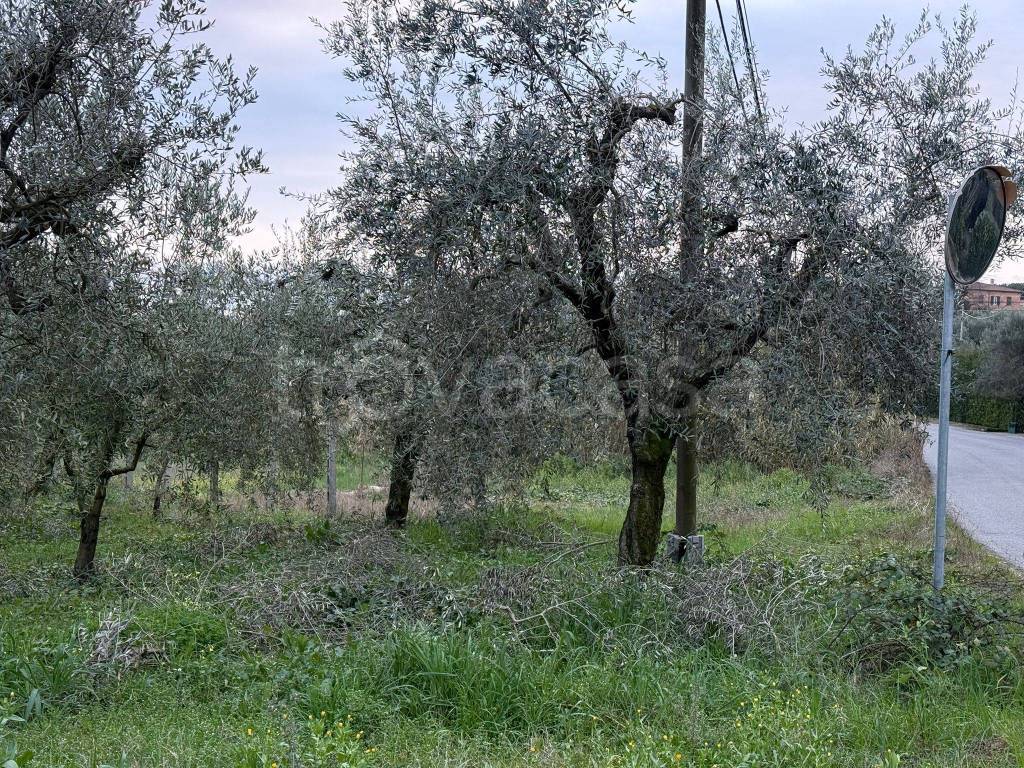 immagine annuncio 3 di 7