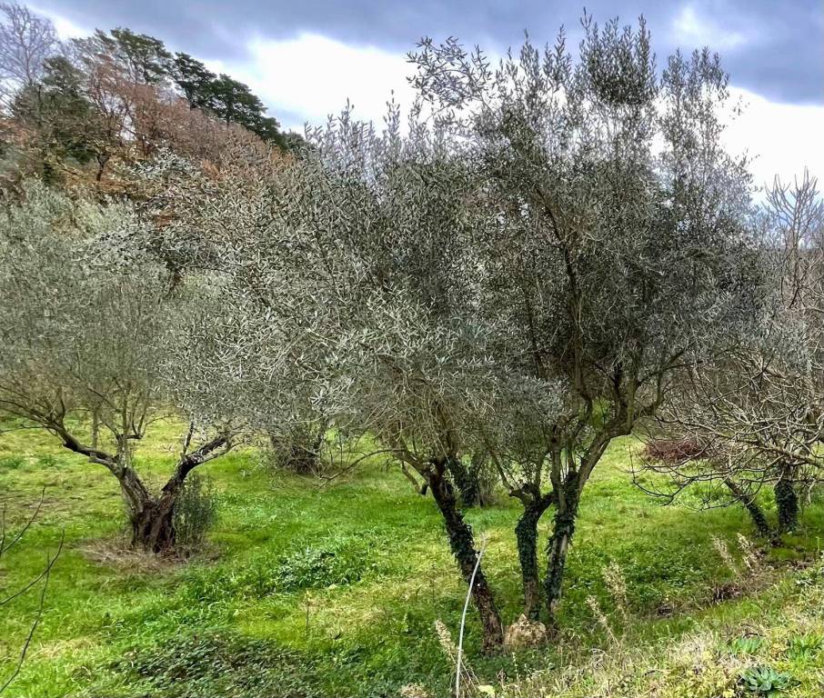 immagine annuncio 7 di 13